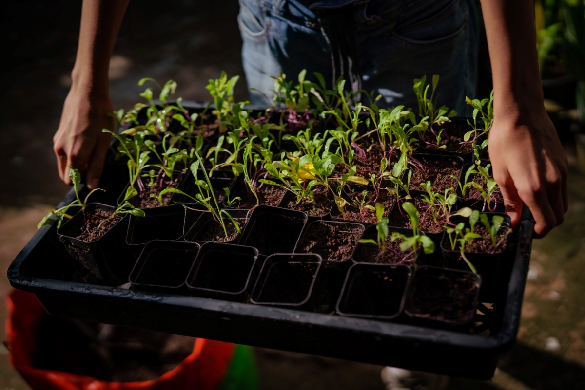 Person lifting tray of seedlings at night.