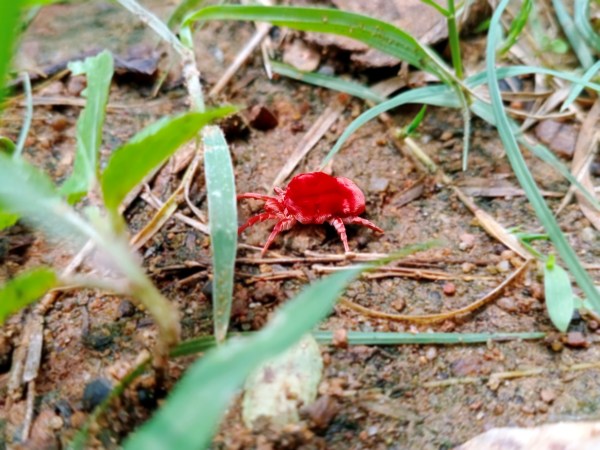 Red chigger bug crawling between grass