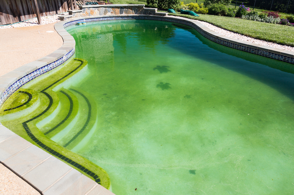 A backyard swimming pool decorated with blue and white mosaic tiles has green-colored caused by algae.