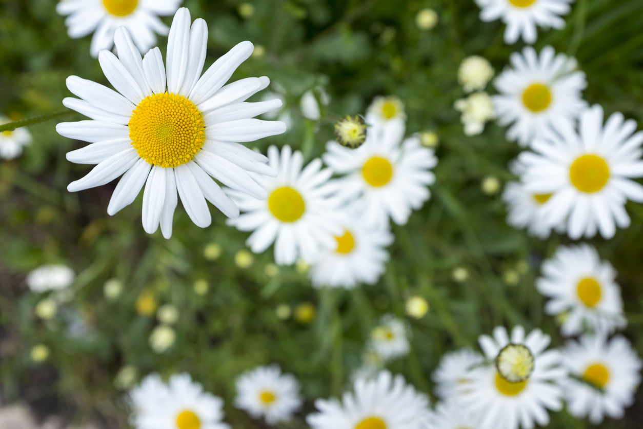 Daisies