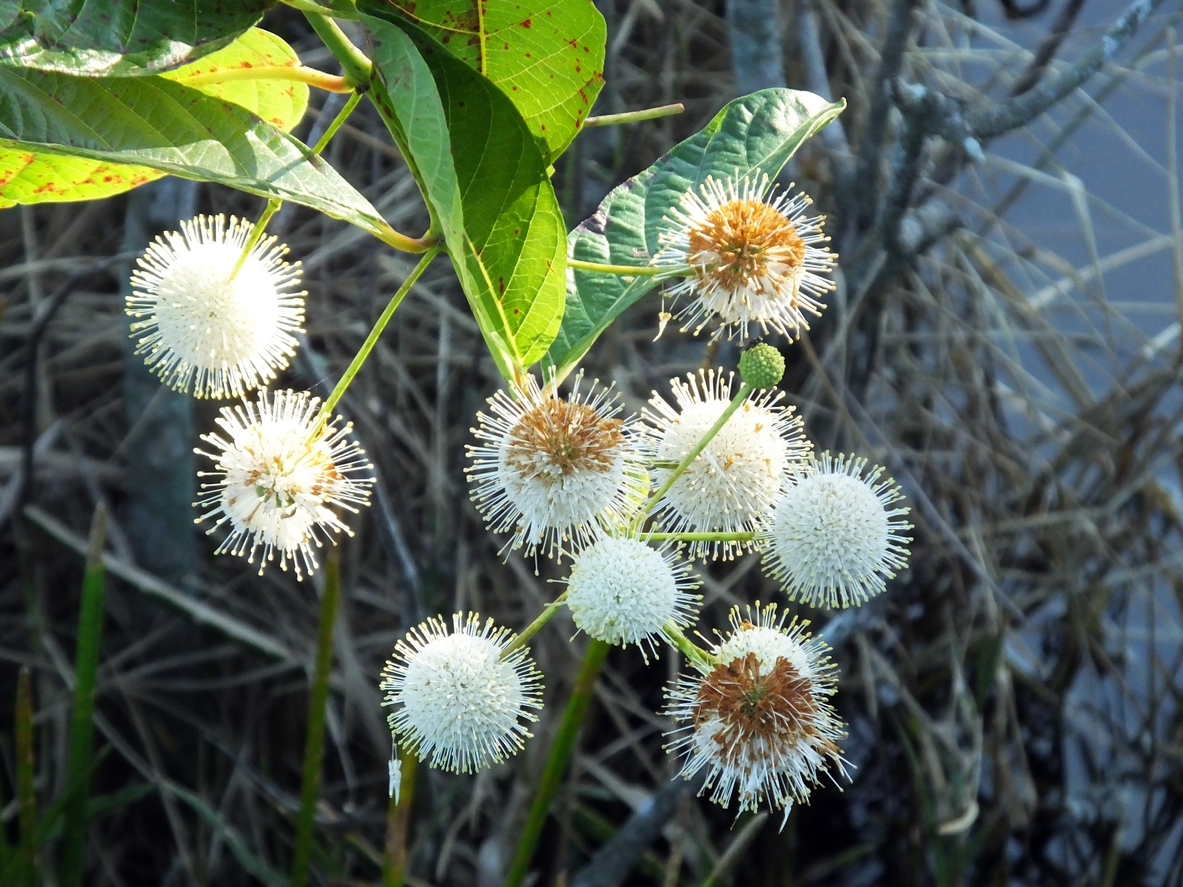 Buttonbush (Cephalanthus occidentalis)