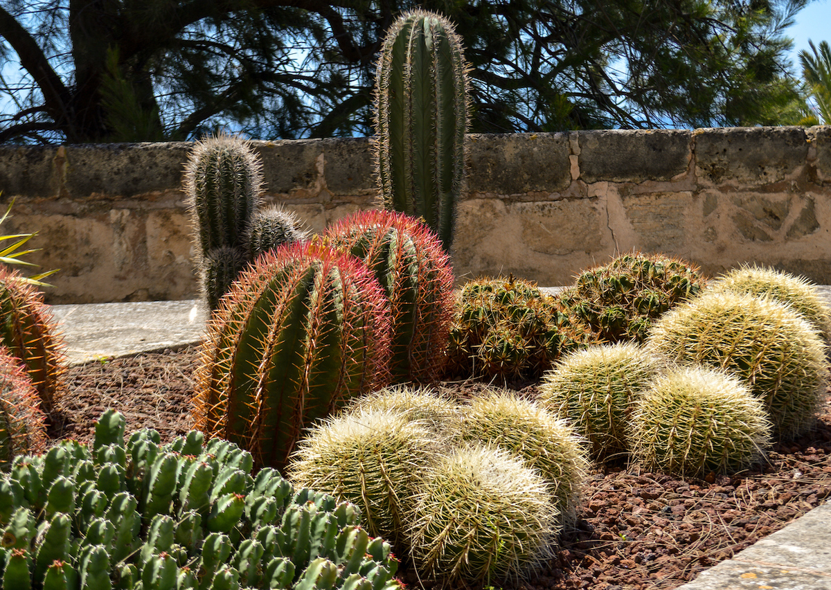 ornamental grass alternatives for desert landscaping