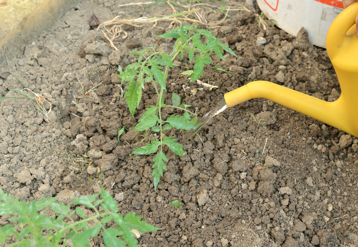 Watering young plant, tomato seedling, in a vegetable garden in spring