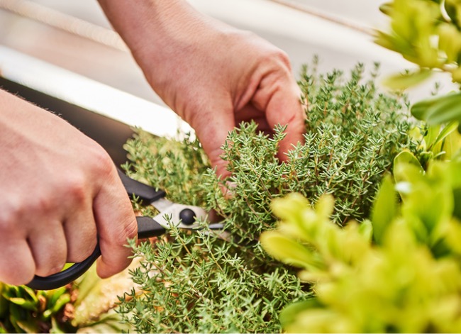 How to Harvest Herbs So They Continue to Produce