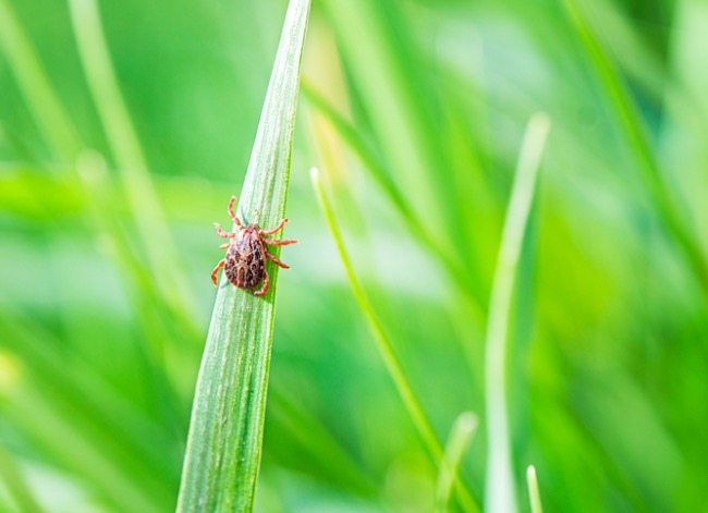 tick vs bed bug