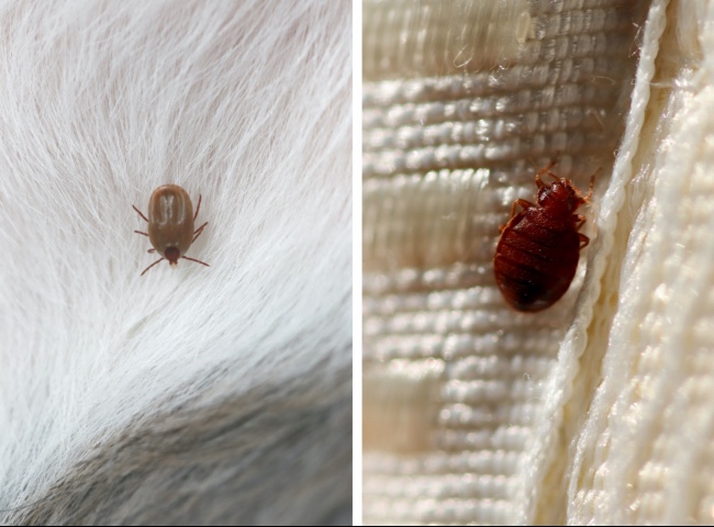 Tick vs Bed Bug: How to Tell the Difference Between These Two 