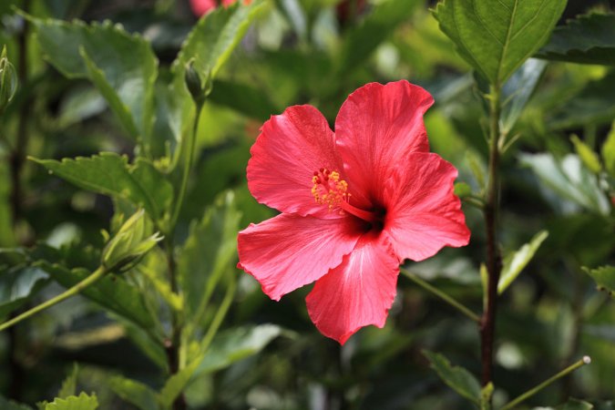 The Best Fertilizer for Hibiscus Options