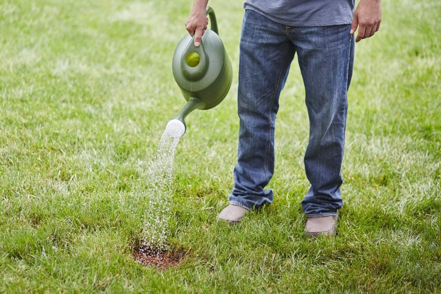 The Best Grass For Sandy Soil Options