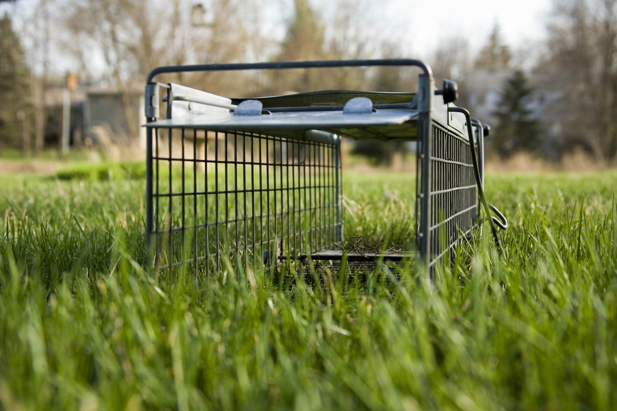 A close up photo of an empty cage.