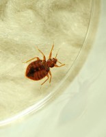 How to Get Rid of Bed Bugs Safely and Effectively - Bob Vila