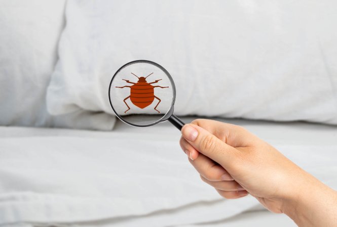 How to Get Rid of Bed Bugs