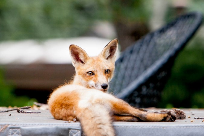 A fox lying down.
