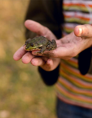 How to Get Rid of Frogs Before You Begin