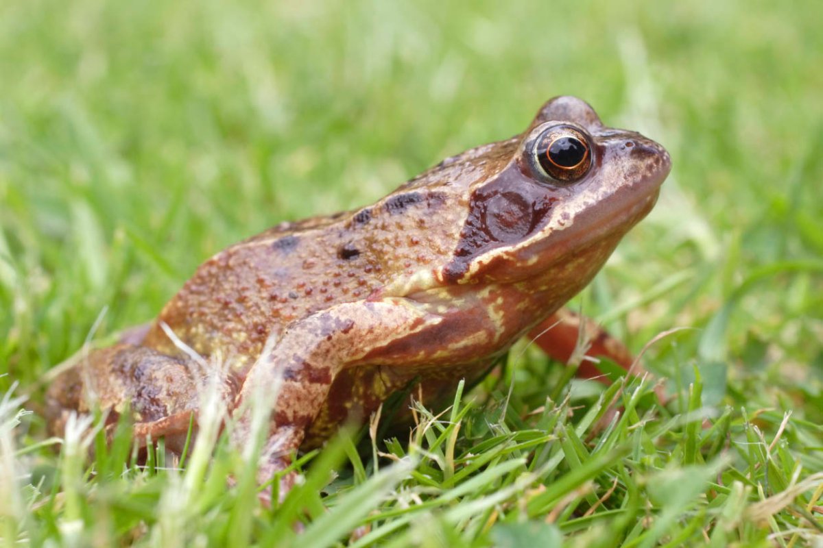 How to Get Rid of Frogs