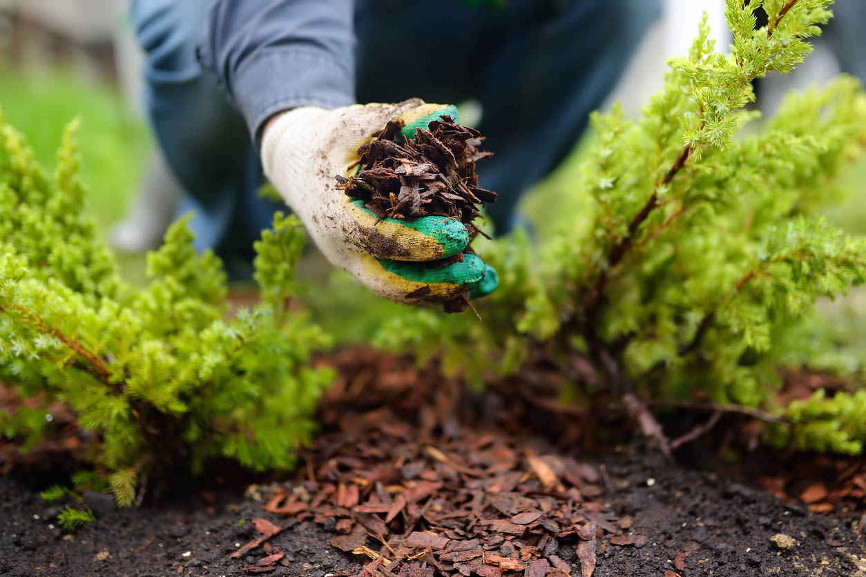 How to Get Rid of Pill Bugs Remove any Decaying Mulch