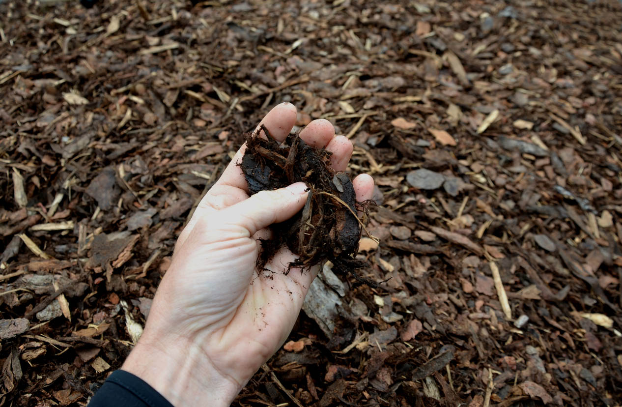 A person is holding a handful of mulch above a pile of leaf mulch.