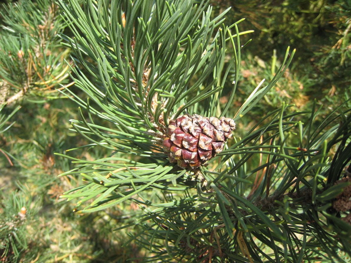 7 Types of Pine Trees That are Great for Home Landscapes