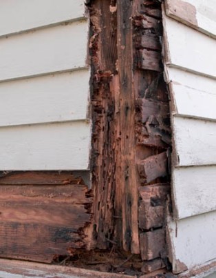 How Much Does Termite Treatment Cost? - Bob Vila