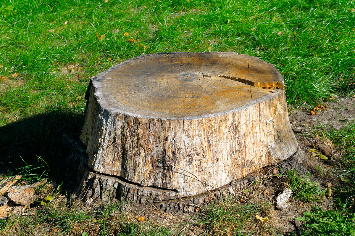 The Best Stump Killer Options