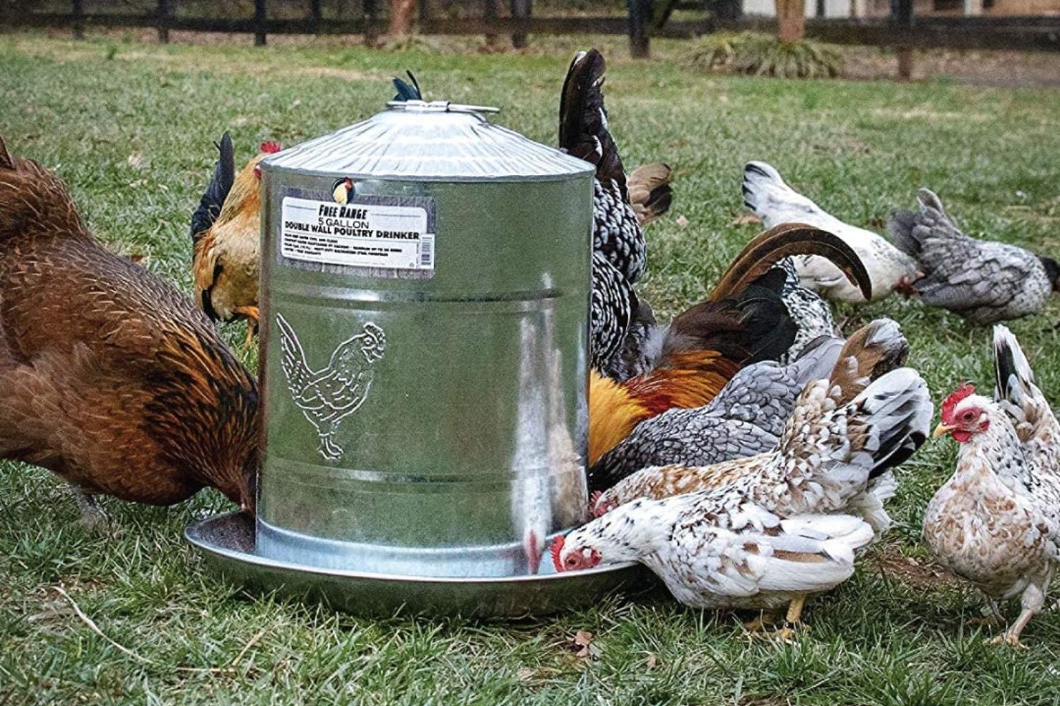 The Best Chicken Waterer Option