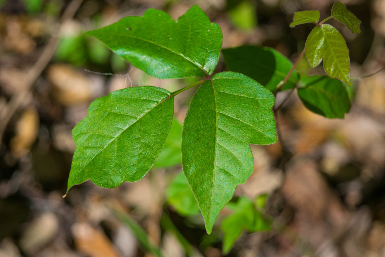 Poison Ivy Look Alikes