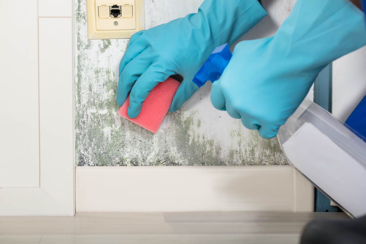 A close up of gloved hands using a pink scrubber to remove mold from a wall.