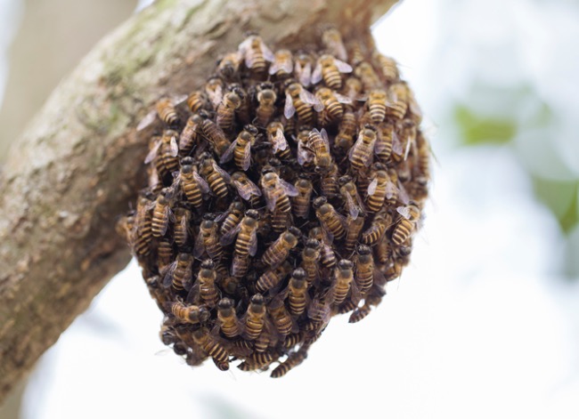 honeybee swarm