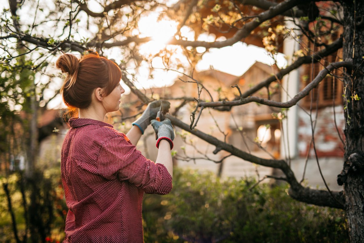 best time to trim trees