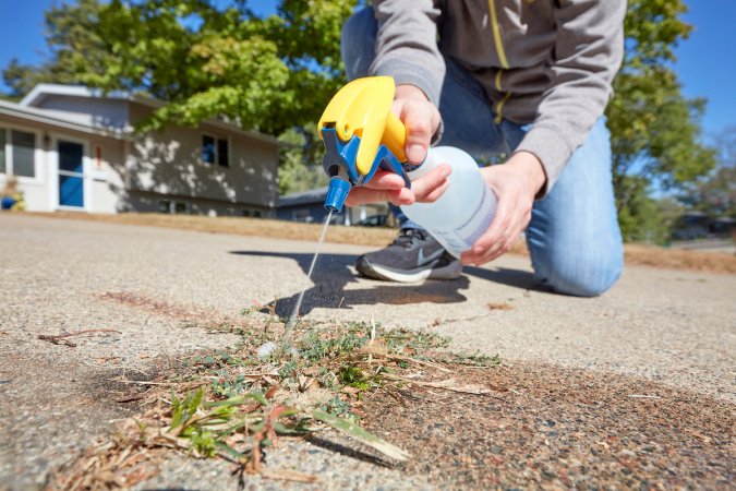 Woman uses spray bottle of vinegar solution to spray weeds in a crack in driveway.