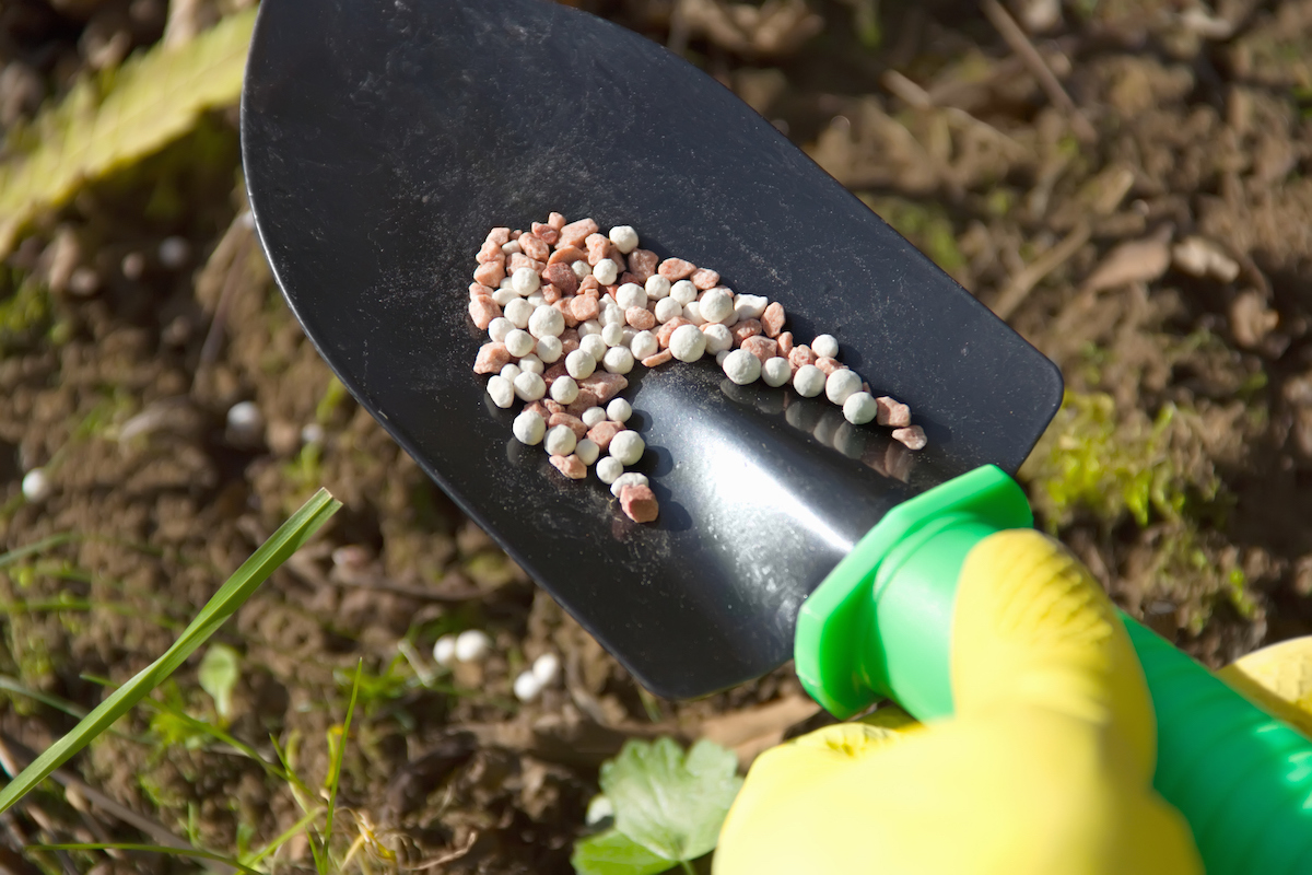 Person holds a trowel that contains granules of plant fertilizer.