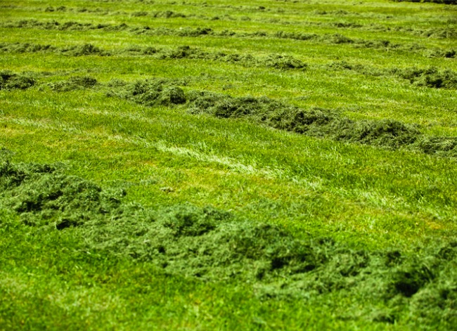 Leaving grass cuttings on the lawn sale