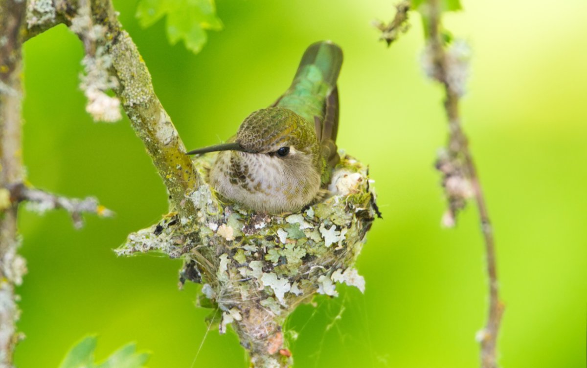 hummingbird nest