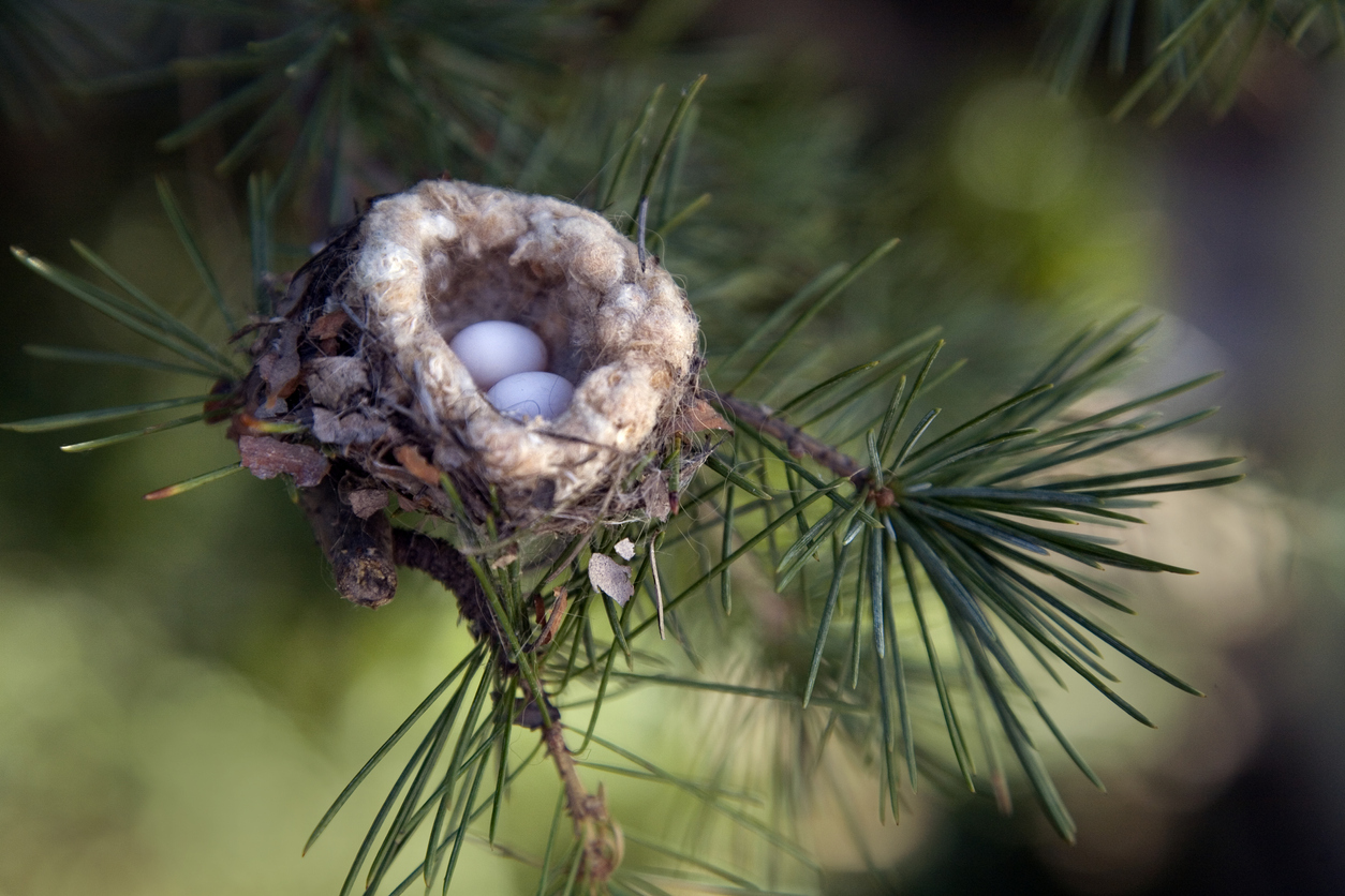 hummingbird nest