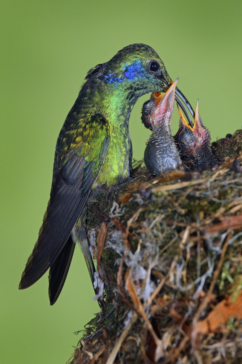 hummingbird nest