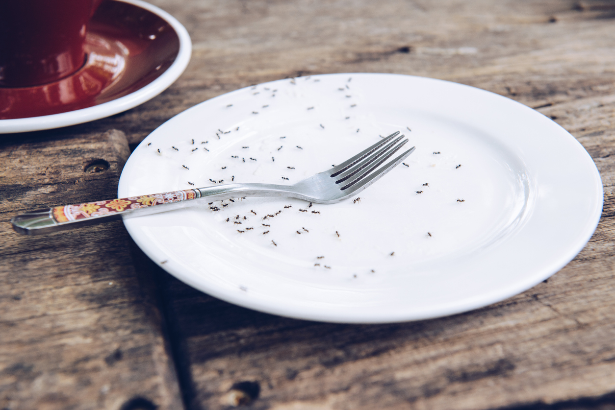 Shot of Ants hunting for sweet food on the empty dish.