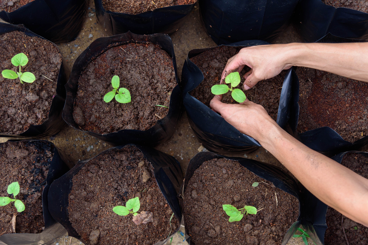 iStock-1167619623 grow bag gardening overhead shot of planting saplings in grow bags