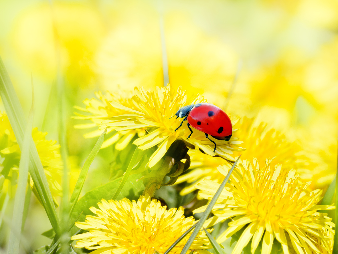 Ladybug on yellow dandelion flowers. Bright vibrant Sunny spring background.