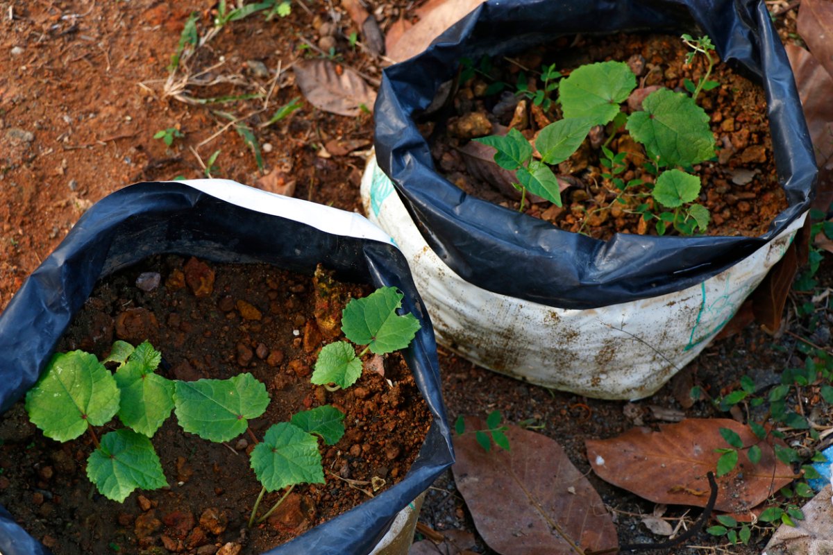 iStock-1209987326 grow bag gardening close up of two grow bags in garden