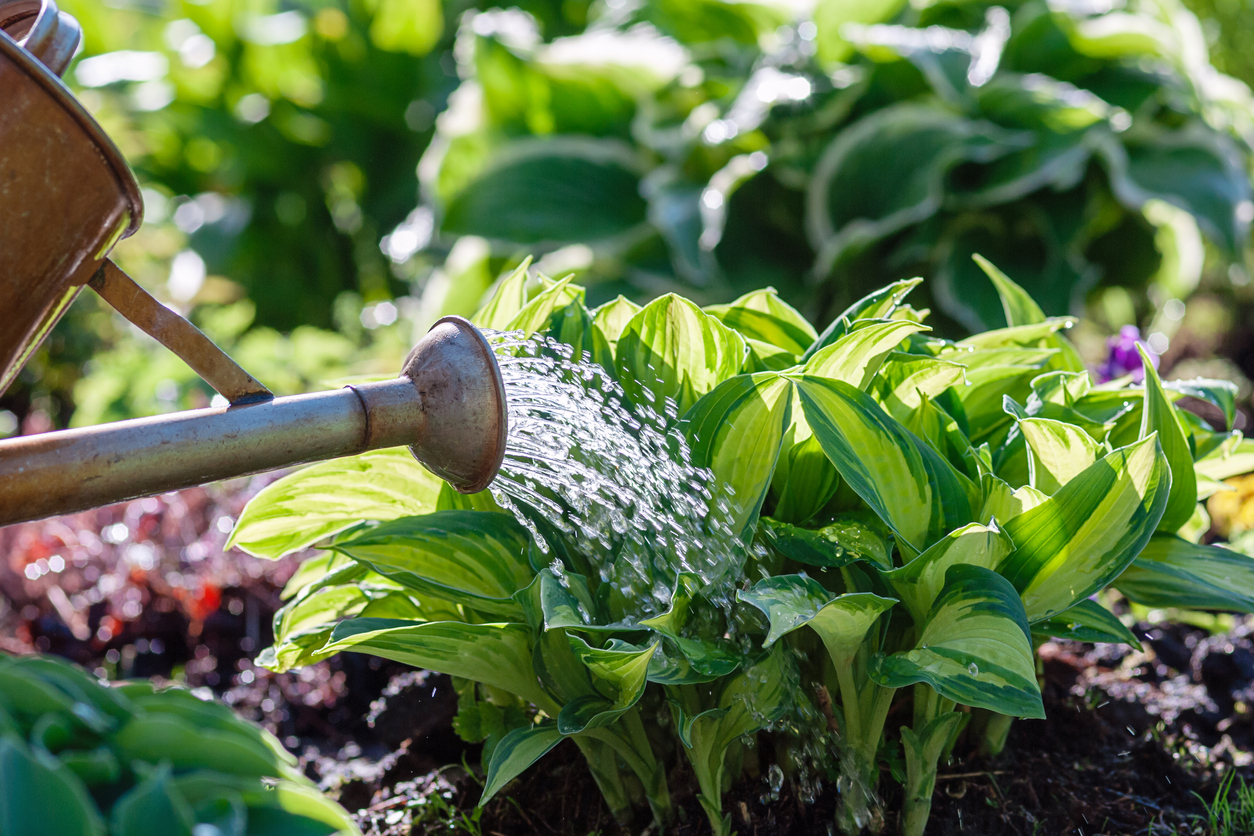 watering plants on flowerbed in summer garden