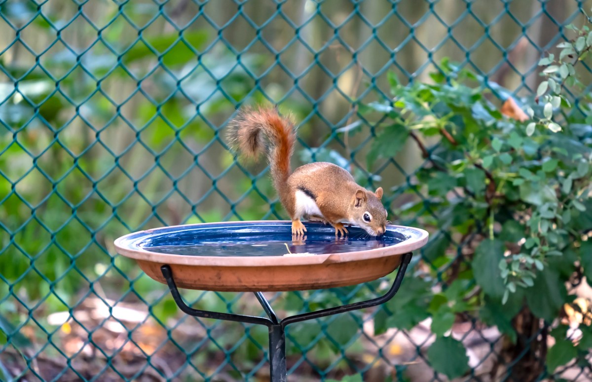 7 Important Things to Know About Your Squirrel Feeder