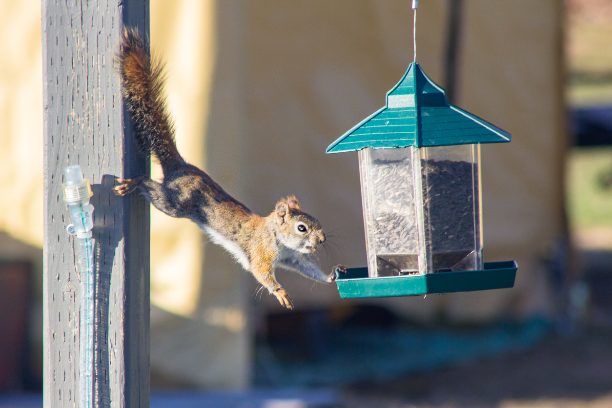 7 Important Things to Know About Your Squirrel Feeder