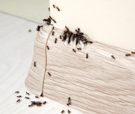 Ants in the house on the baseboards and wall angle