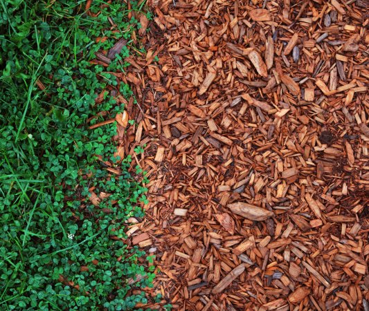 Grass and Clover on Cedar Chips Larger