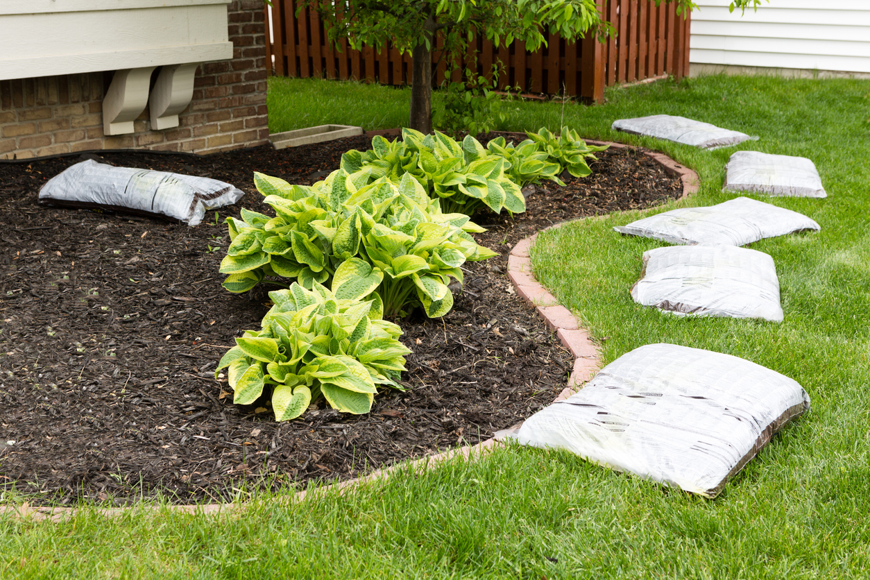 Preparing to mulch the garden in spring laying out a row of commercial organic mulch in bags around the edge of the flowerbed on a neatly manicured green lawn