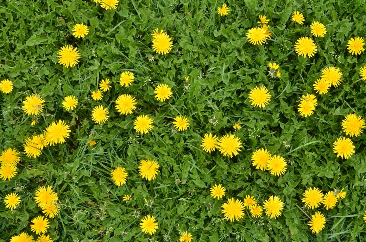 A lot of blooming dandelion flowers in green grass. Directly above shot. Nature background.