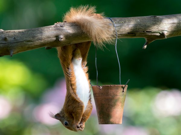 A Red Squirrel (Sciurus vulgaris) hanging upside down at a feeder in Scotland, UK