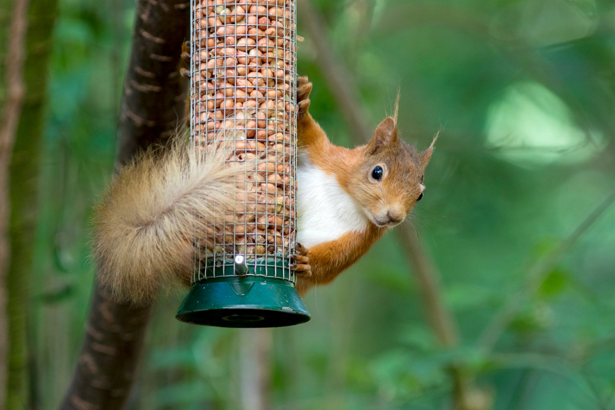 7 Important Things to Know About Your Squirrel Feeder