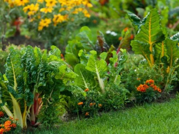 10 Tips for Turning Your Yawn of a Yard into an Incredible Edible Landscape