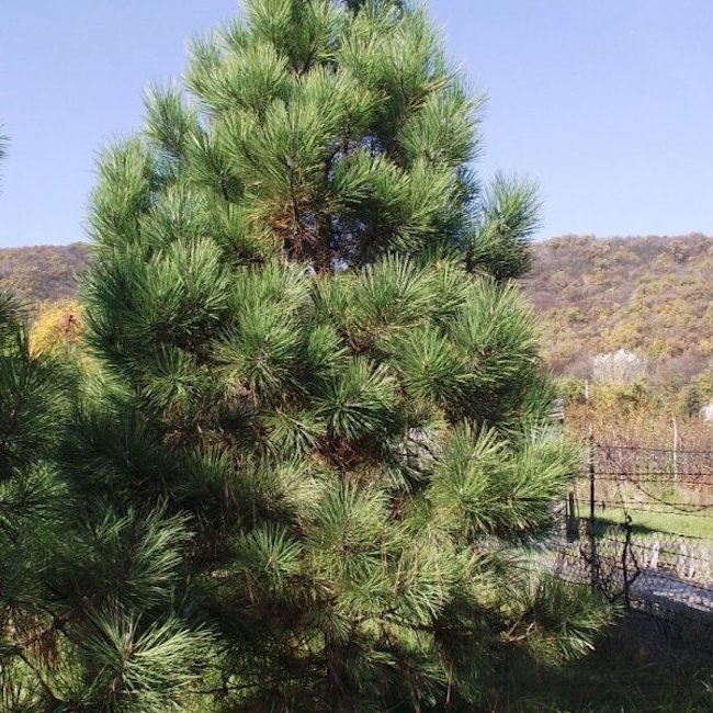 jeffrey pine tree