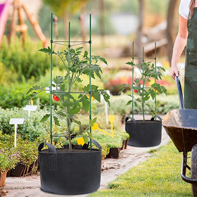 caged tomatoes growing in grow bags